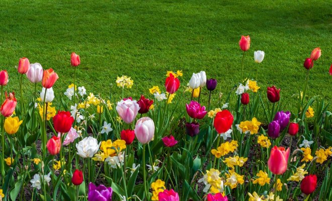 Цветочный газон Городские цветы 30,0 гр купить в интернет-магазине RemontDoma